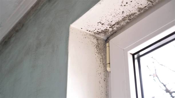 Best Basement Mold Remediation in Carthage, IL