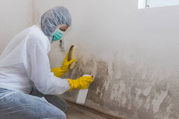 Best Post-Flood Mold Remediation in Carthage, IL