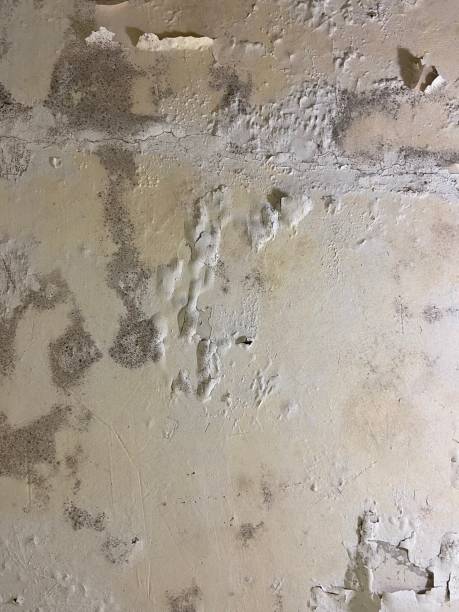 Best Preventive Mold Services in Carthage, IL