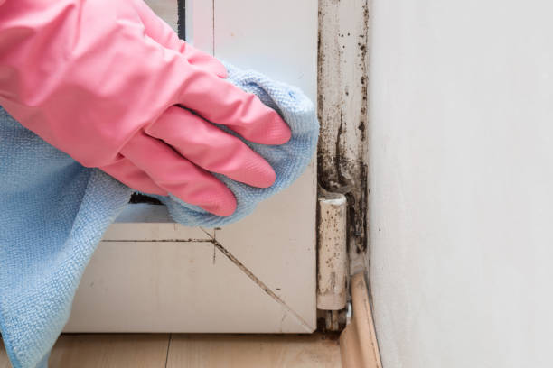 Reliable Carthage, IL Mold Remediation Solutions