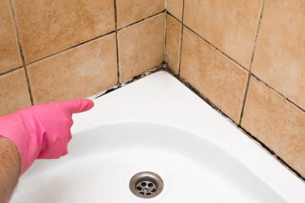 Best Emergency Mold Remediation in Carthage, IL